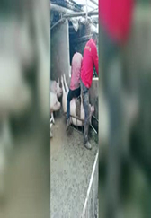 农村养猪场的天蓬元帅，被翻过来了还那么搞笑！