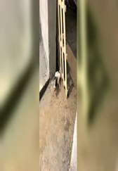 这是一只不正经的猪，戏精呐