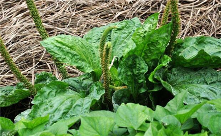 这种野草农村随处可见，养殖户用来喂猪既防腹泻，还清除眼屎泪斑