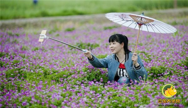 农村的这种植物，有四大作用，种植成本低，不仅养猪还肥田！