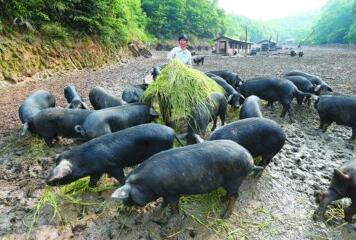 今年7月1日起，这些农民合作社将被吊销营业执照！