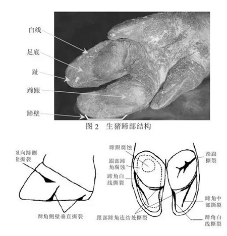 母猪肢蹄发炎、痛风，学会这一招，一举根除！