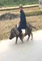 大爷骑猪上路，女网友：爷爷，太帅了！