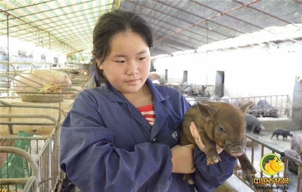 刚出生不久的“混血猪”，形似野猪、憨态可掬，基因却是野猪和家猪的结合。