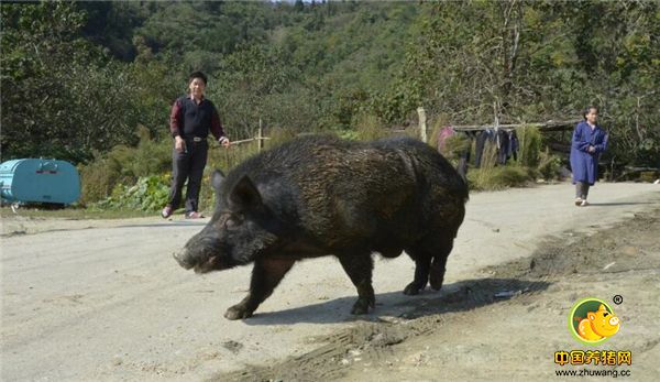 这头公野猪因为自小养大并且进行了驯化，所以可以放出来遛遛，大可不必担心它逮着机会溜之大吉。