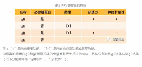 关于伪狂犬病毒的几个误区——gB、gE抗体与中和抗体的来龙去脉告诉你！