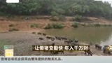 大叔养猪有妙招，靠着猪肉年入千万！