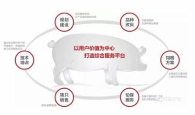 中国养猪网