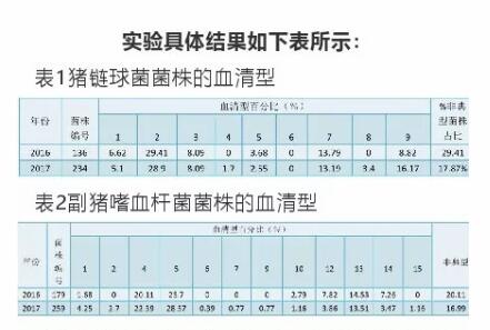 注意！细菌感染正在危害中国养猪业！