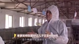 养猪致富经 老爹的特别爱好让儿子狂卖6000万！