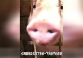 爆笑七婶喂猪，和猪对话，太逗了，笑到肚子疼...