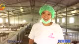 80后女孩郝娜：回乡养猪闯出致富路！