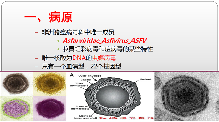 非洲猪瘟综合防控技术（一）