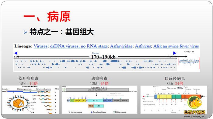 一、病原  特点之一：基因组大