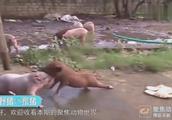 家猪和野猪的尊严之战，家猪：我不发威，当我红烧肉啊？