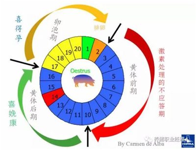 母猪的高产性能如何才能发挥出来？从查情配种开始！