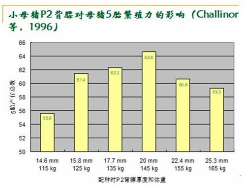 中国养猪网