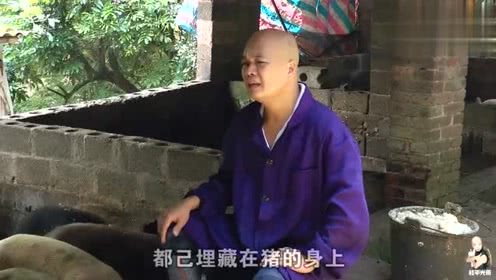 猪大哥一首《养猪不容易》写得太好了，听哭了多少养猪的老板