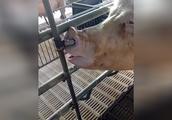 猪也搞笑，全网最会喝水的猪