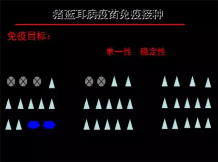 谈一谈猪场常规病毒类疫苗免疫 该如何操作？