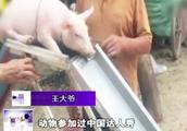 大爷训练自家猪，想上节目爆火