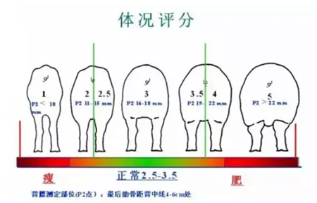 猪场实际生产中母猪背膘的观察与膘情定位