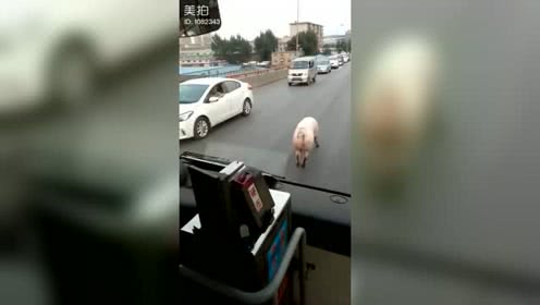 哎呀，猪成精了就是不一样！太妖娆了！