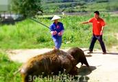 小伙独特养猪妙招，仅靠30头山猪玩出了1.5亿元1