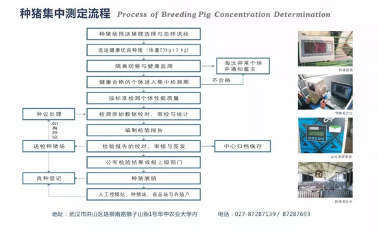 寻猪启示！寻找中国最好种公猪