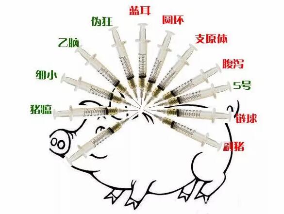 疫苗替代品【圆环、蓝耳、猪瘟特异性诱导因子】临床应用经验分享