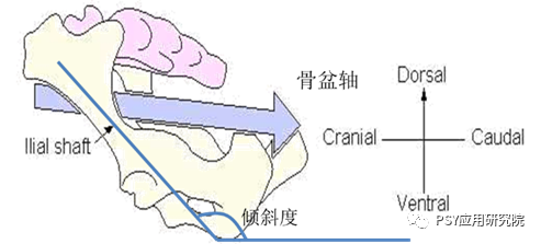 我们是怎样把母猪产力一步步搞没的