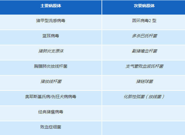 猪不同的咳嗽声都代表了什么？