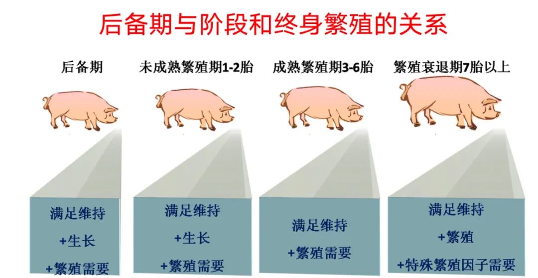 【繁育技术】后备母猪管理（1）