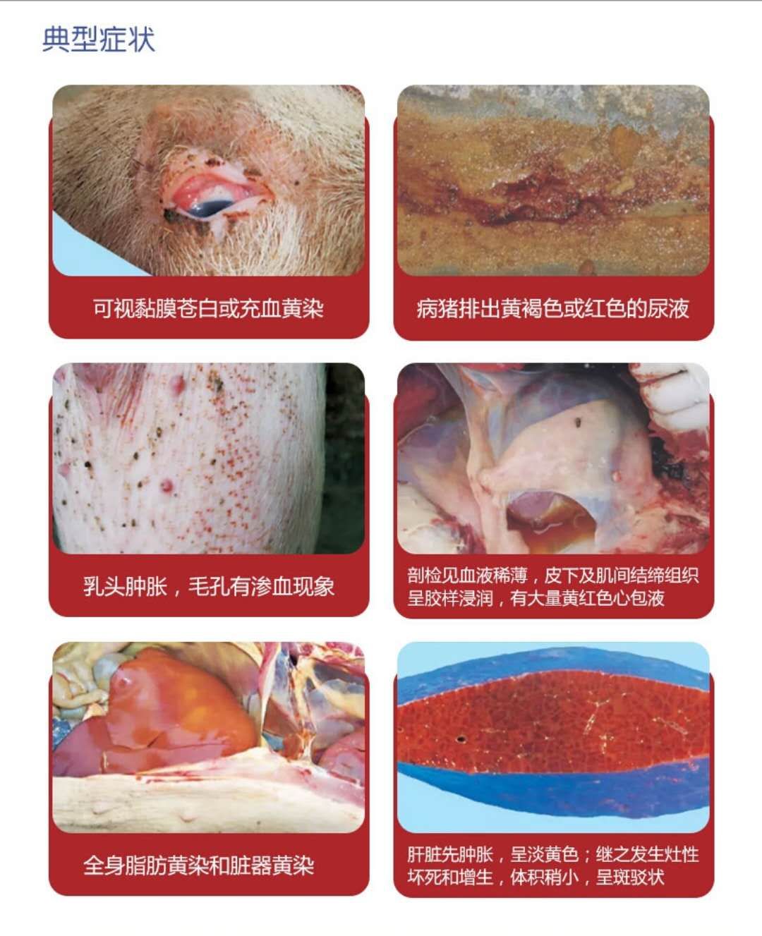 来势汹汹！急性易与猪瘟混淆，就是这个病！